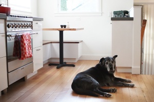 Dog from digs