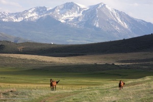 Horse and mt