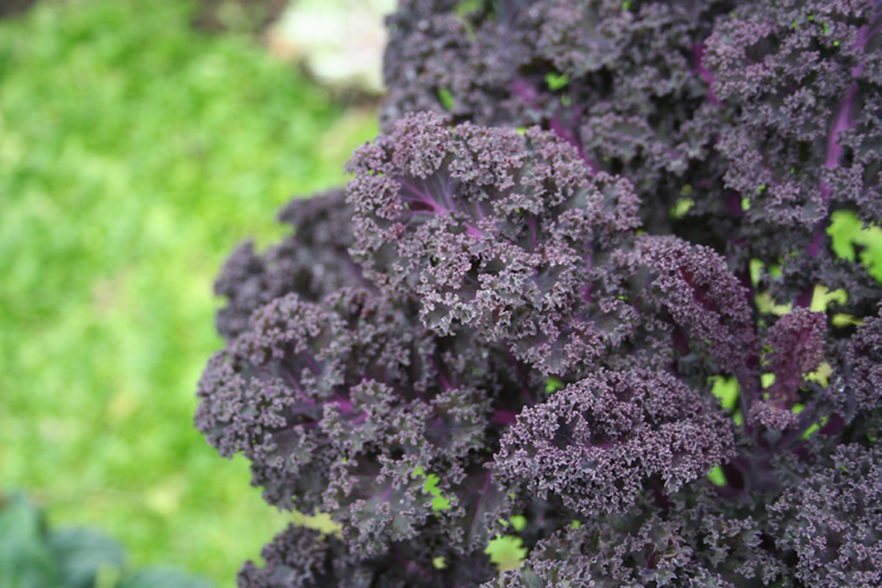 purple kale