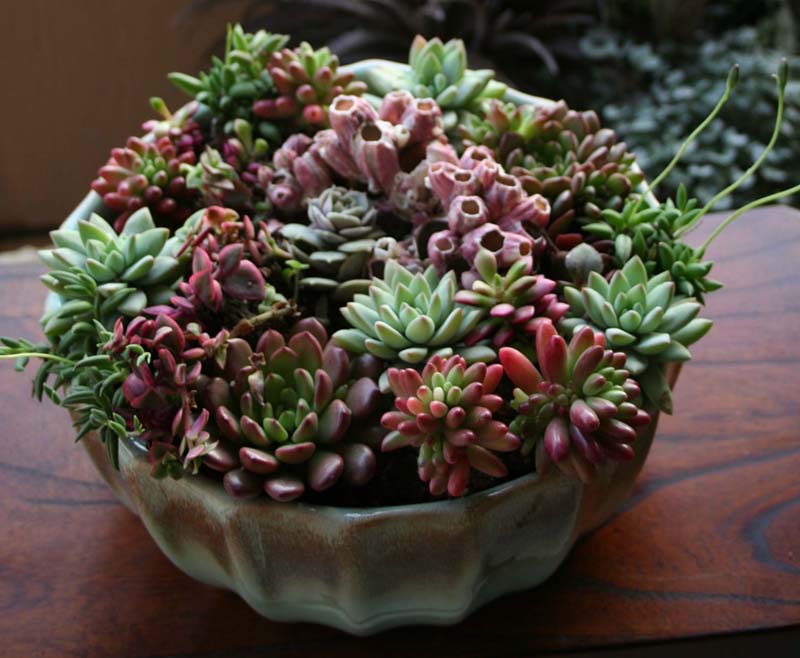 succulent-arrangement