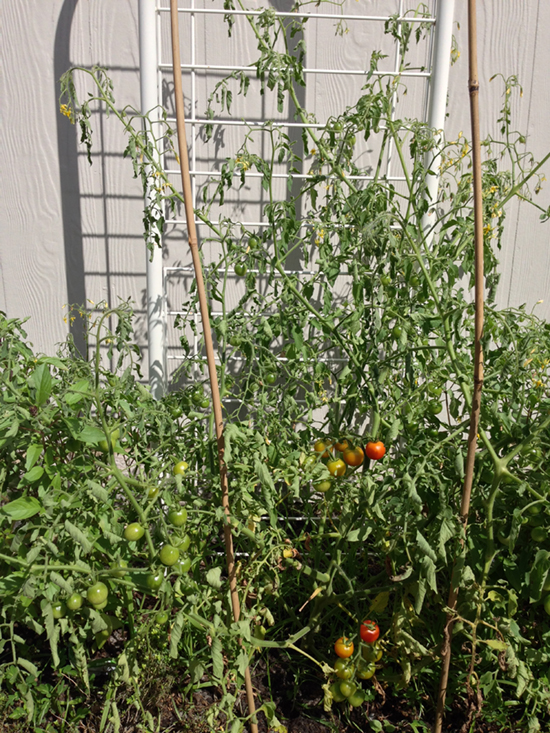 Sometimes plants only appear thirsty. This tomato could be infected by a wilt disease or nematodes.